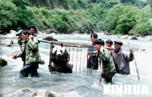      １９９２年５月，四川雅安宝兴县硗碛乡居民在运送一只生病的大熊猫过河接受抢救。2006年7月12日，正在立陶宛首都维尔纽斯举行的联合国教科文组织第３０届世界遗产大会一致决定，将中国四川大熊猫栖息地作为世界自然遗产列入《世界遗产名录》。 四川大熊猫栖息地世界自然遗产包括卧龙、四姑娘山、夹金山脉，面积９２４５平方公里，涵盖成都、阿坝、雅安、甘孜４个市州１２个县。这里生活着全世界３０％以上的野生大熊猫，是全球最大最完整的大熊猫栖息地。 新华社记者海明威摄