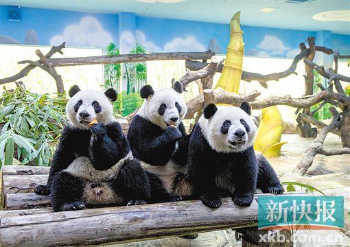 长隆大熊猫三胞胎3岁生日会 “爱你一起萌帅酷”